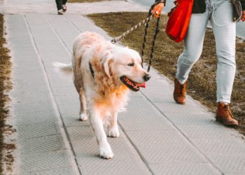 قرار باستثناء نزهة الكلاب من حظر التجوّل في كيبيك