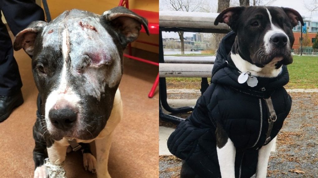 الحكم بالسجن على رجل من مونتريال ضرب كلبه بعنف