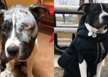 الحكم بالسجن على رجل من مونتريال ضرب كلبه بعنف