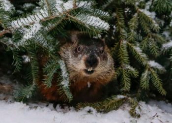 جرذ الأرض يتوقع 6 أسابيع إضافية من الشتاء قبل حلول الربيع