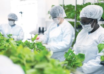 صُنع في كيبيك : الصحة الكندية توافق على استخدام أول لقاح كندي نباتي