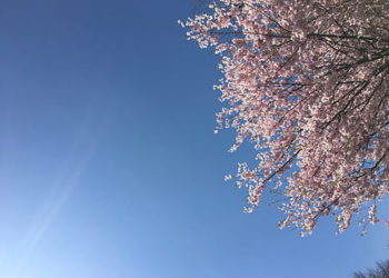 توقعات الربيع في كندا خلال الأشهر الثلاثة القادمة