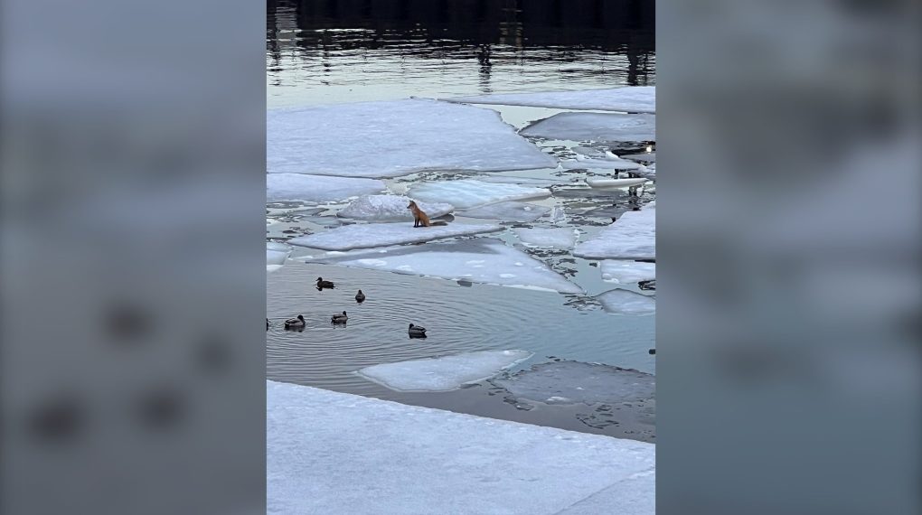 ثعلب عالق في ميناء مونتريال القديم