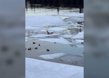 ثعلب عالق في ميناء مونتريال القديم