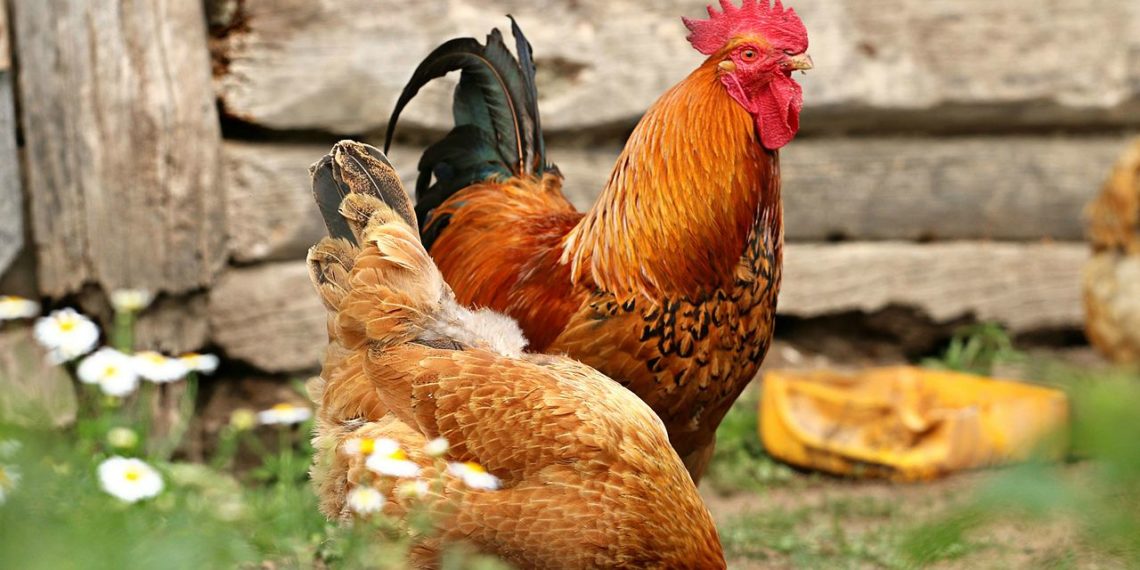 تفاصيل انتشار انفلونزا الطيور في مزارع الدواجن الكندية