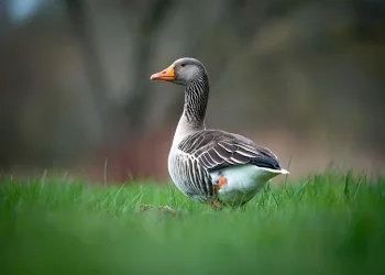 اكتشاف حالة إنفلونزا الطيور في إحدى مزارع البط بكيبيك