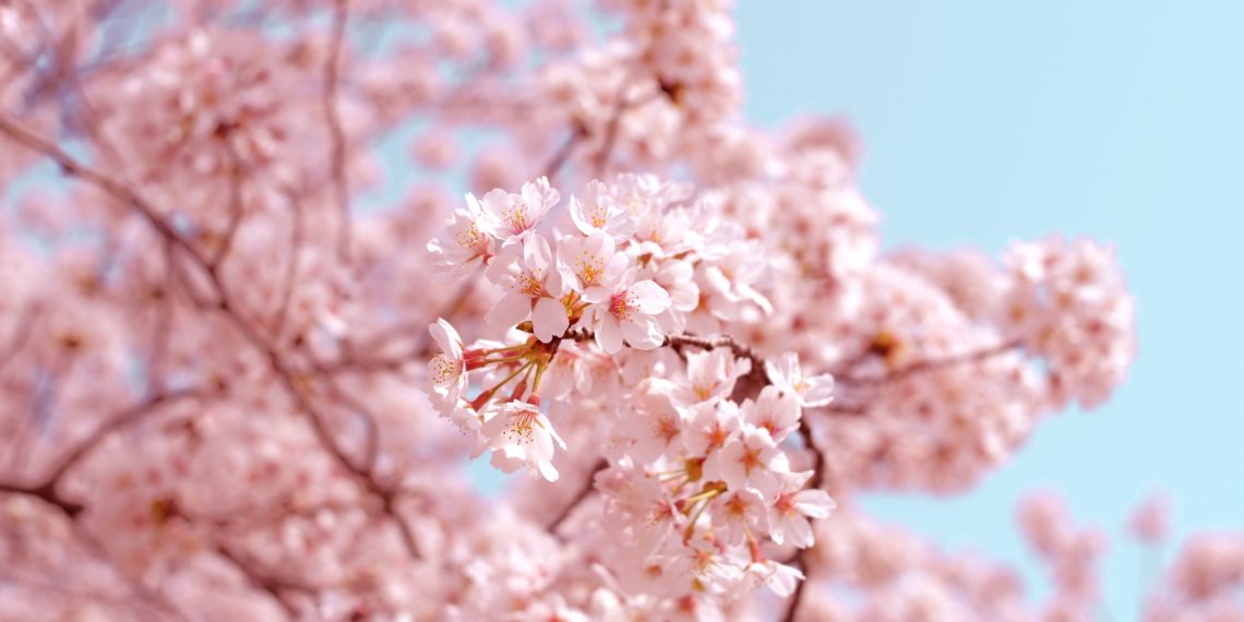 5 من أفضل الأماكن لمشاهدة أزهار الكرز في مونتريال