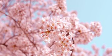 5 من أفضل الأماكن لمشاهدة أزهار الكرز في مونتريال