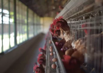 اكتشاف 4 إصابات بأنفلونزا الطيور في مزارع كيبيك