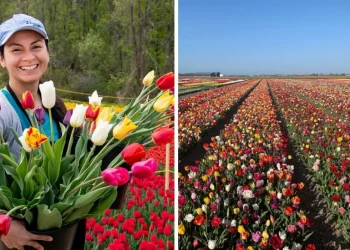 عودة حقول التوليب إلى مونتريال هذا الربيع