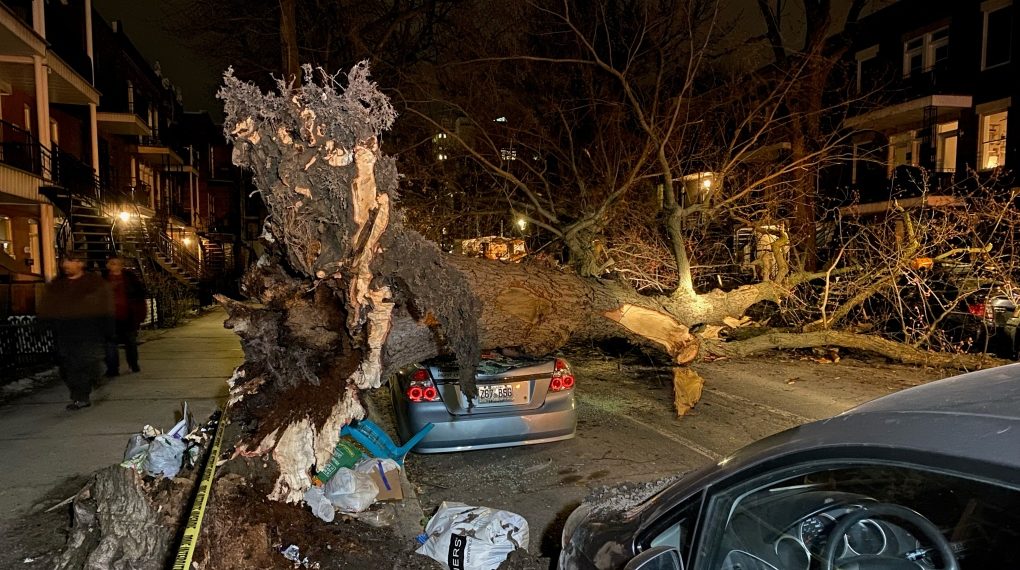 سقوط شجرة ضخمة يتسبّب بتحطّم 4 سيارات وإغلاق شارع في مونتريال