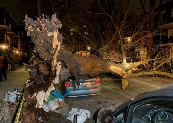 سقوط شجرة ضخمة يتسبّب بتحطّم 4 سيارات وإغلاق شارع في مونتريال