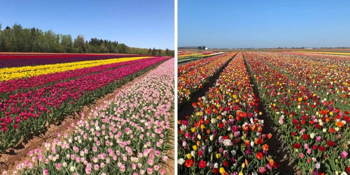 بدء بيع التذاكر لزيارة حقول التوليب في مونتريال