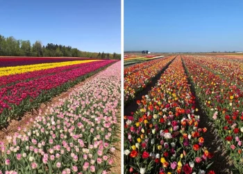 بدء بيع التذاكر لزيارة حقول التوليب في مونتريال