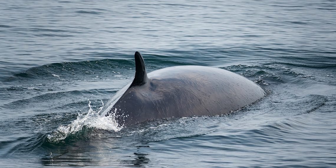 رصد حوت ثان يسبح قبالة شواطئ مونتريال على بعد مئات الكيلومترات من موطنه الطبيعي