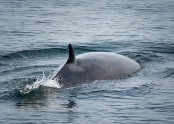 رصد حوت ثان يسبح قبالة شواطئ مونتريال على بعد مئات الكيلومترات من موطنه الطبيعي