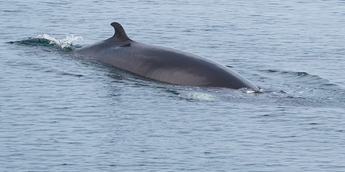 العثور على الحوت ميتاً في نهر سان لوران