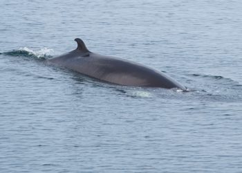 العثور على الحوت ميتاً في نهر سان لوران