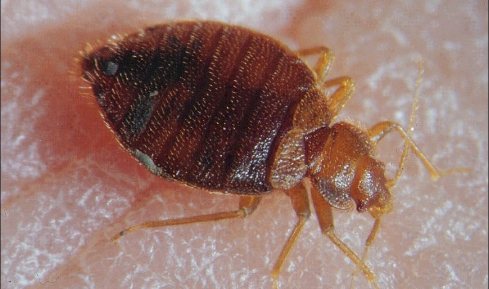 الخبراء يحذّرون المستأجرين الجدد في كيبيك من بق الفراش وغيرها من الحشرات غير المرغوب فيها