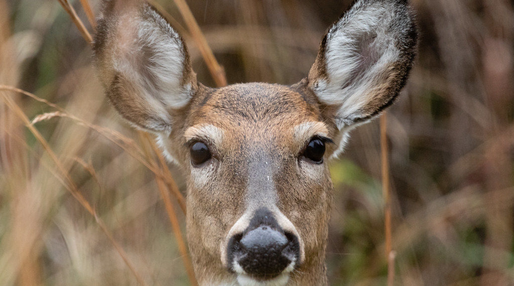Longueuil توافق على صيد الغزلان للسيطرة على أعدادها في المنتزه