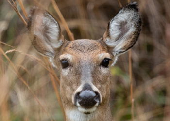 Longueuil  توافق على صيد الغزلان للسيطرة على أعدادها في المنتزه