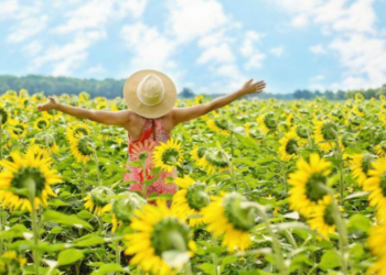 6 مزارع لزهور دوار الشمس حول أوتاوا لقضاء وقت ممتع وسط الحقول الذهبية