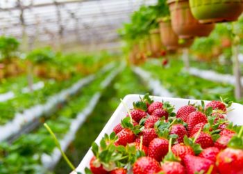 مهرجان الفراولة والتوت يعود هذا الصيف مع فعاليات وأنشطة مميزة