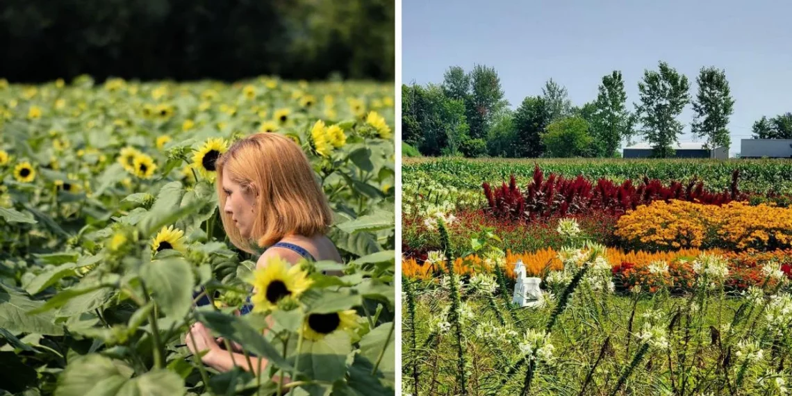 مهرجان للزهور بالقرب من مونتريال مع أكثر من 100 نوع من الورود