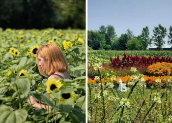مهرجان للزهور بالقرب من مونتريال مع أكثر من 100 نوع من الورود