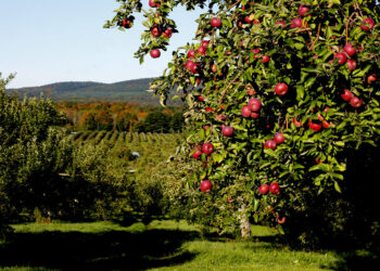 8 بساتين جميلة لقطف التفاح في مونتريال