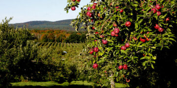 8 بساتين جميلة لقطف التفاح في مونتريال