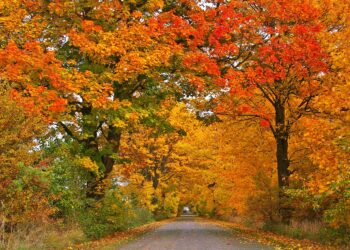 “أكثر دفئاً من المعتاد” توقعات الخريف في كيبيك