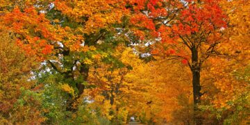 “أكثر دفئاً من المعتاد” توقعات الخريف في كيبيك