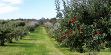 8 بساتين تفاح ساحرة في أوتاوا لا بدَّ أن تنال إعجابكم هذا الموسم