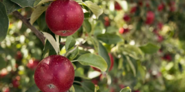 7 أماكن ممتعة لقطاف التفاح في منطقة وادي أوتاوا