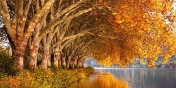 5 أماكن ممتعة للركض والمشي هذا الخريف في أوتاوا