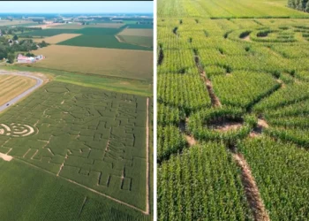 افتتاح متاهة حقول الذرة العملاقة على الشاطئ الجنوبي لمونتريال