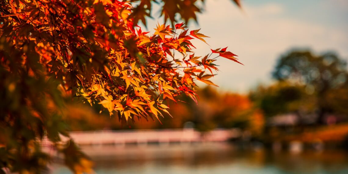 مع اقتراب فصل الخريف .. خريطة تظهر أماكن وتواريخ تغير ألوان الأشجار في جميع أنحاء كيبيك