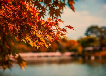 مع اقتراب فصل الخريف .. خريطة تظهر أماكن وتواريخ تغير ألوان الأشجار في جميع أنحاء كيبيك