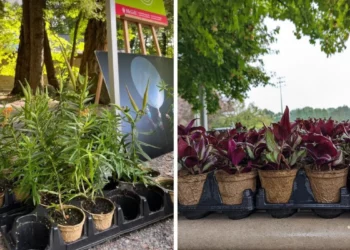 يمكنك الحصول على شتلات مجانية في وسط مدينة مونتريال هذا الأسبوع