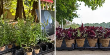 يمكنك الحصول على شتلات مجانية في وسط مدينة مونتريال هذا الأسبوع