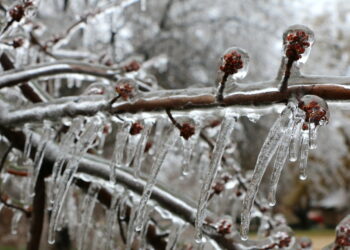 البيئة الكندية تحذر من الصقيع في جميع أنحاء كيبيك
