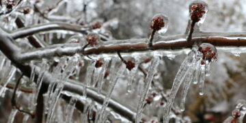 البيئة الكندية تحذر من الصقيع في جميع أنحاء كيبيك