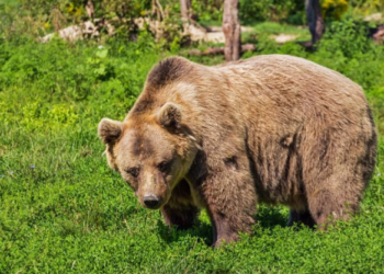 شرطة أوتاوا تحذر من الدببة في Kanata