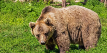 شرطة أوتاوا تحذر من الدببة في Kanata