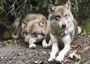 إدارة الحياة البرية في أوتاوا تعلن استمرار عملياتها لمكافحة وجود الذئاب في Riverside