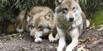 إدارة الحياة البرية في أوتاوا تعلن استمرار عملياتها لمكافحة وجود الذئاب في Riverside