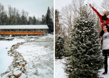 مزرعة سحرية لاختيار أشجار عيد الميلاد  بالقرب من أوتاوا