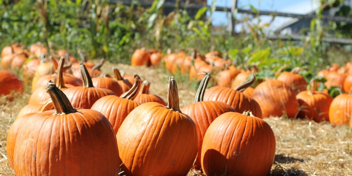 8 مناطق رائعة لقطف القرع بالقرب من مونتريال