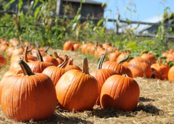 8 مناطق رائعة لقطف القرع بالقرب من مونتريال